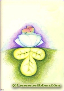 04 lotus