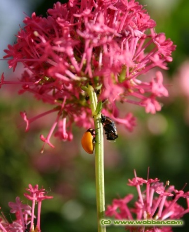 01 ladybug newly born