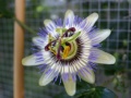 04 passion flower